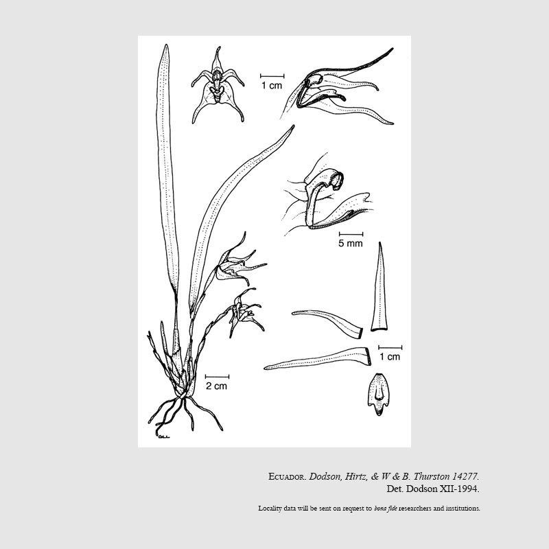 Maxillaria thurstoniorum